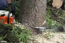 How Our Tree Care Process Works  in Laie, HI